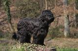 BRIARD 089